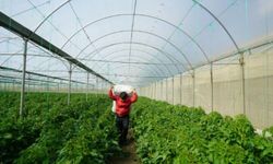 Adıyaman'da Sera Projesi için başvurular devam ediyor