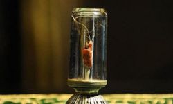 Sakal-ı Şerif Adıyaman'da ziyarete açılıyor