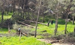 Adıyaman'da ağaç kesimine tepki: Vatandaşlar 'katliam' dedi - Videolu Haber