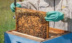 Adıyaman'da Arılı Kovan Projesi başvuruları sürüyor: Son gün yarın