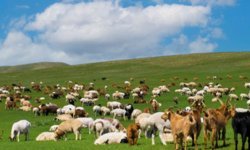 Adıyaman'da 'Kırsalda Bereket' projesi: 3 yılda 150 bin küçükbaş hayvan desteği verilecek - Videolu Haber