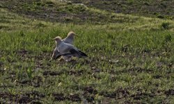 Adıyaman'da koruma altındaki küçük akbabalar görüntülendi