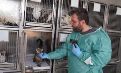 Adıyaman'da Patibulans iki yavru kediyi yaşama döndürdü - Videolu Haber