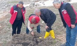 Adıyaman'da Süne mücadelesi için ilkbahar kışlak sürveyleri yapıldı
