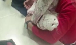 Ayağı lavabo giderine sıkışan kediyi itfaiye kurtardı