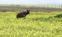 Besni'de çizgili sırtlan sarı çiçekler arasında görüntülendi
