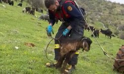 Kuyuya düşen keçiyi itfaiye kurtardı