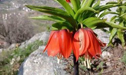 Sincik dağlarında açan ters laleler hayran bırakıyor