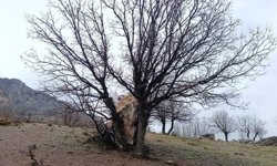 Yuvarlanan kaya parçasını ağaç tuttu