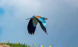 Doğanın En Renkli Misafirlerinden Biri Adıyaman'da Görüntülendi