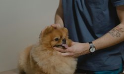 Kadıköy Veteriner Seçerken Nelere Dikkat Edilmeli?