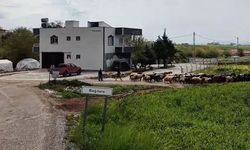 Adıyaman İl Özel İdaresi Çalışmalarını Aralıksız Sürdürüyor - Videolu Haber