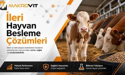 Rumen Korumalı Kolin Nedir ve Geçiş Dönemi Sürü Yönetiminde Hangi Görevi Üstlenir?