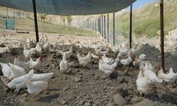 Adıyaman Belediyesi'nden sofralara ekonomik destek: Gezen tavuk yumurtası satışta - Videolu Haber