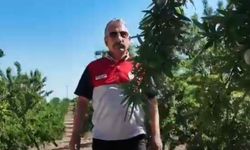 Adıyaman'da Badem Bahçeleri Mercek Altında