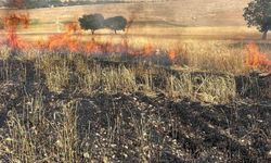 Diyarbakır Çınar'da Tarla Yangını 200 Dönüm Zarar Gördü