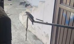 Besni'de Garaja Giren Yılan Yakalanıp Doğaya Salındı
