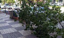 Rüzgar Kahta'da Bir Ağacı Yerinden Söktü