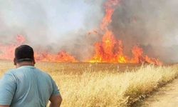 Şanlıurfa'da 50 Dönümlük Tarlada Yangın