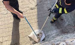 Siirt'te Evin Bahçesinde 1,5 Metrelik Yılan Yakalandı