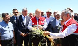 Belören Beldesinde asırlık lezzetin hasat heyecanı başladı