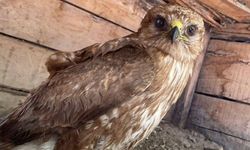 Kahta'da yaralı bulunan şahin tedavi altına alındı