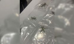 Nemrut Dağı'nda 135 çekirge toplayan 3 yabancı uyruklu şüpheli yakalandı - Videolu Haber