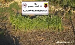 Şırnak Merkezli 3 İlde Narkotik Operasyonu: 5 Gözaltı