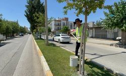 Kent Genelinde Ağaçlara Kireçleme Ve Budama