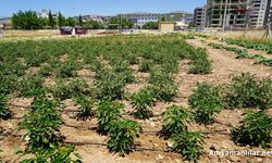 Adıyaman Belediyesi Doğal Gübreyle Verimi Artırdı
