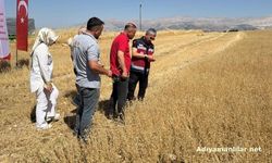 Adıyaman'da 2 Bin 250 Dekarda Çörek Otu Hasadı