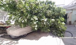 Adıyaman'da Devrilen Ağaç Aracın Üzerine Düştü