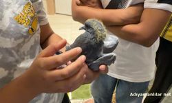İHA Muahabiri Adıyaman'da Mahsur Kalan Güvercini Kurtardı