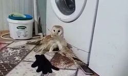Adıyaman'da Yaralı Peçeli Baykuş Korumaya Alındı