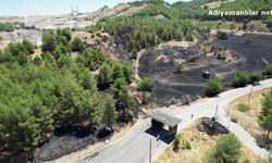 Ali Dağı'ndaki Yangında Çok Sayıda Ağaç Zarar Gördü