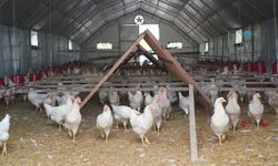Belediyenin Yumurta Üretiminde Verim Yüzde 80'e Ulaştı