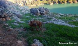 Adıyaman'da Çizgili Sırtlan İçin Sıkı Koruma