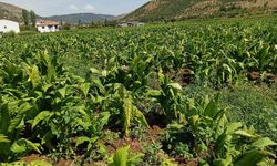 Adıyaman'da dolu yağışı tütünlere zarar verdi
