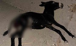 Karayolda aniden çıkan eşek kazaya neden oldu