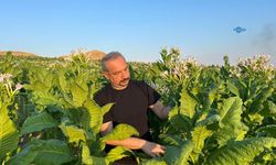 Adıyaman'da bademe makul bir fiyat, tütün üreticisine destek çağrısı