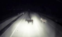 Tırın eşeklere çarpma anı kameralara yansıdı