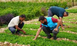 Sebze Üretim Merkezi'nde tere, roka, maydanoz ve ıspanak ekimine başlandı