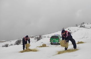 Jandarma ekipleri yaban hayvanlarına yem bıraktı