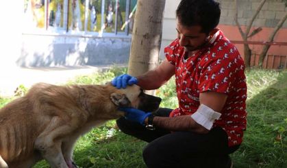 Kangal köpeği 3 saat süren ameliyat sonrasında sağlığına kavuştu - Videolu Haber