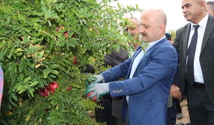 Vali Osman Varol'un katımlıyla nar hasadı başladı