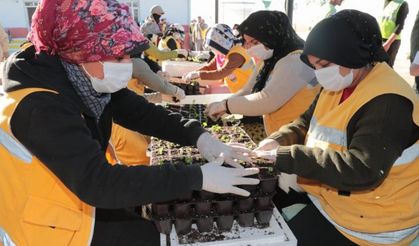 Serada 1.5 milyon çiçek ürettiler