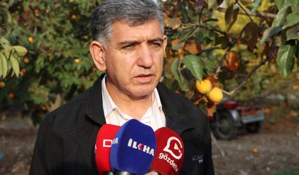 Gölbaşı'nda 10 bin ton hurma rekoltesi bekleniyor