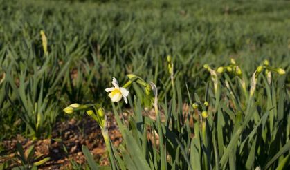 Atıl araziler tarıma kazandırılıyor