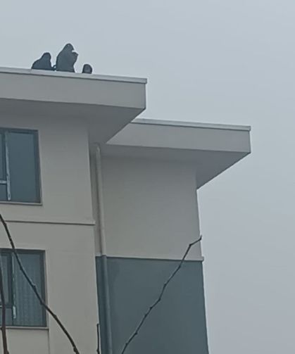 Adıyaman İndere TOKİ'de maaş eylemi: İşçiler çatıya çıktı - Videolu Haber