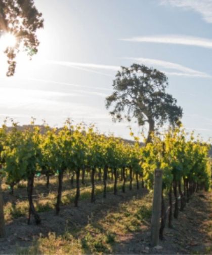 Adıyaman'da Modern Bağcılık Projesi için başvuru şartları açıklandı